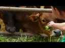 youtube - [Video]